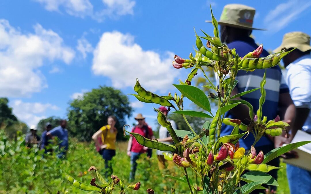 To develop and implement scientifically tested agroecological approaches to enhance agricultural production and resilience to climate change in Zimbabwe