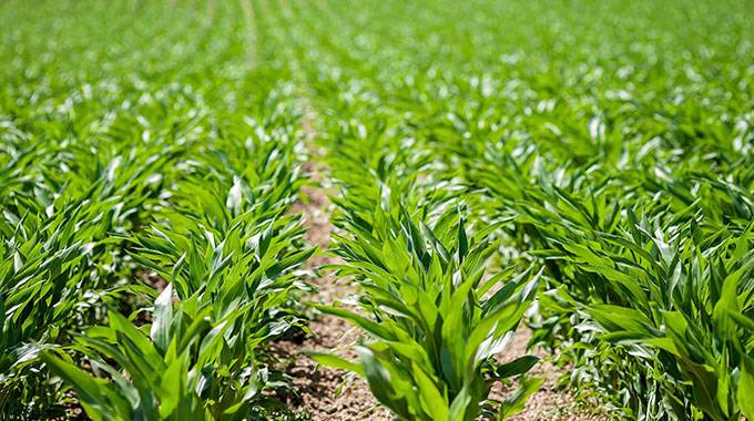 New agricultural research for development project  launched in Zimbabwe